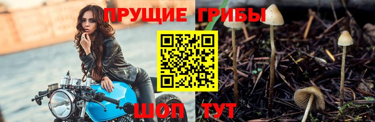 Псилоцибиновые грибы Magic Shrooms Качканар